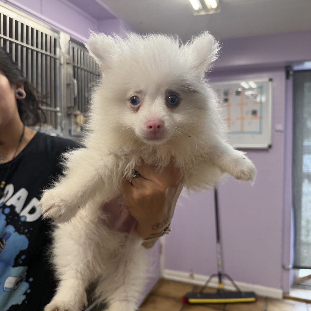 Pomeranian