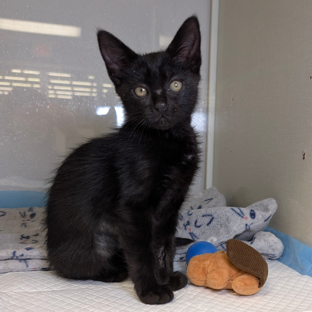 Nova