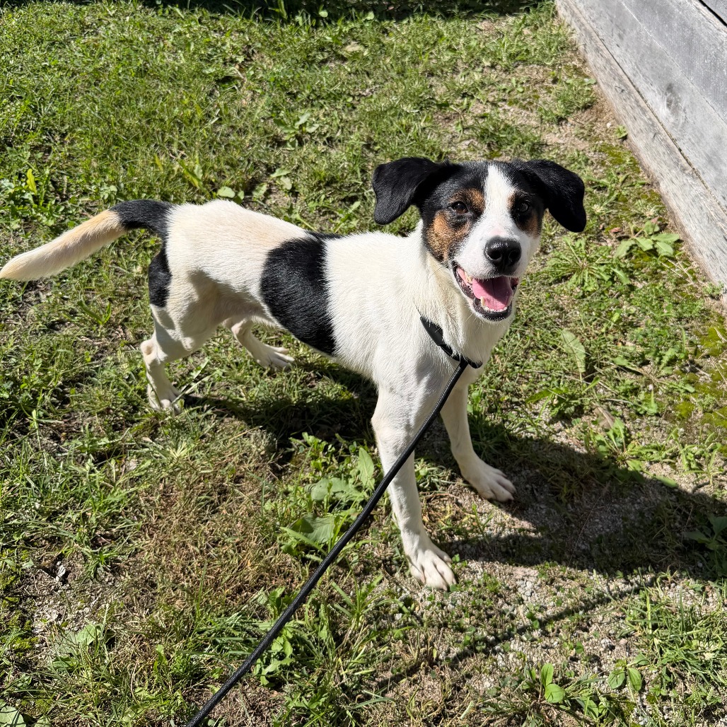 CEDAR - Shepherd, Australian / Mixed Breed (Medium) available for adoption