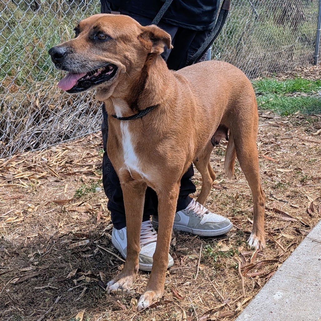 SMOOCHES - Boxer / Shepherd available for adoption