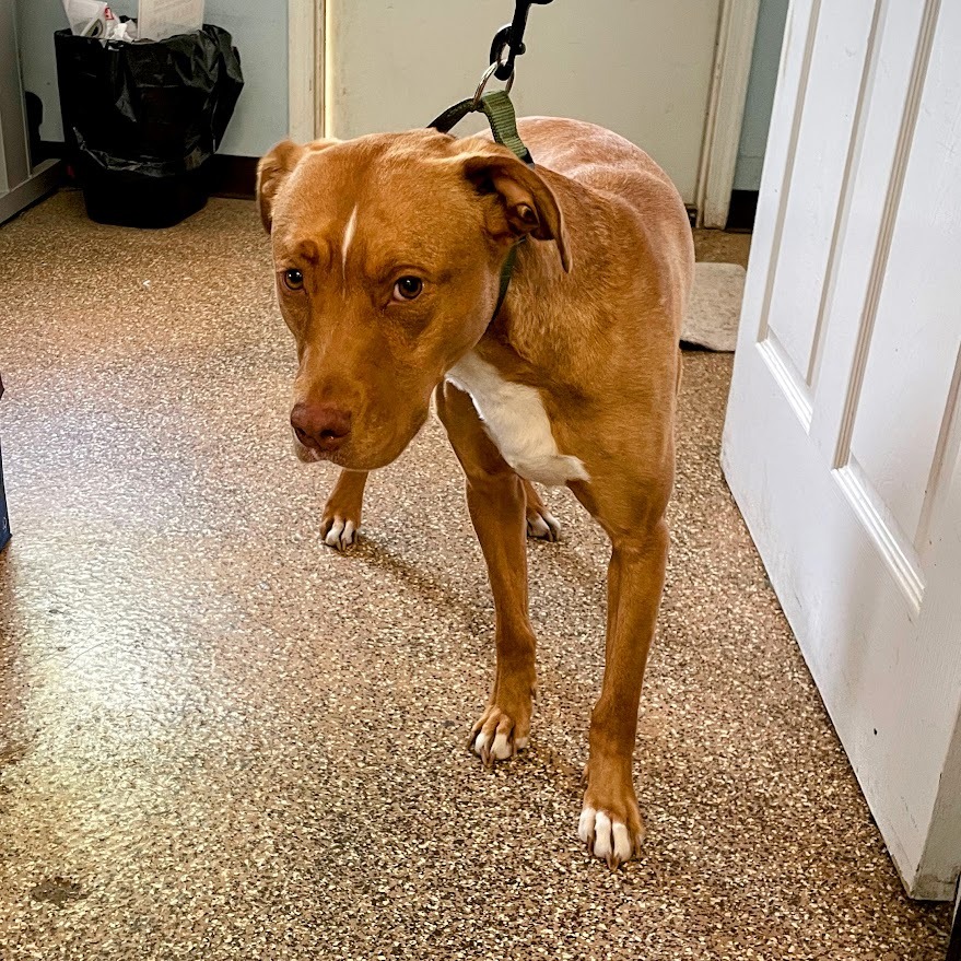 Archer — thumbnail 4