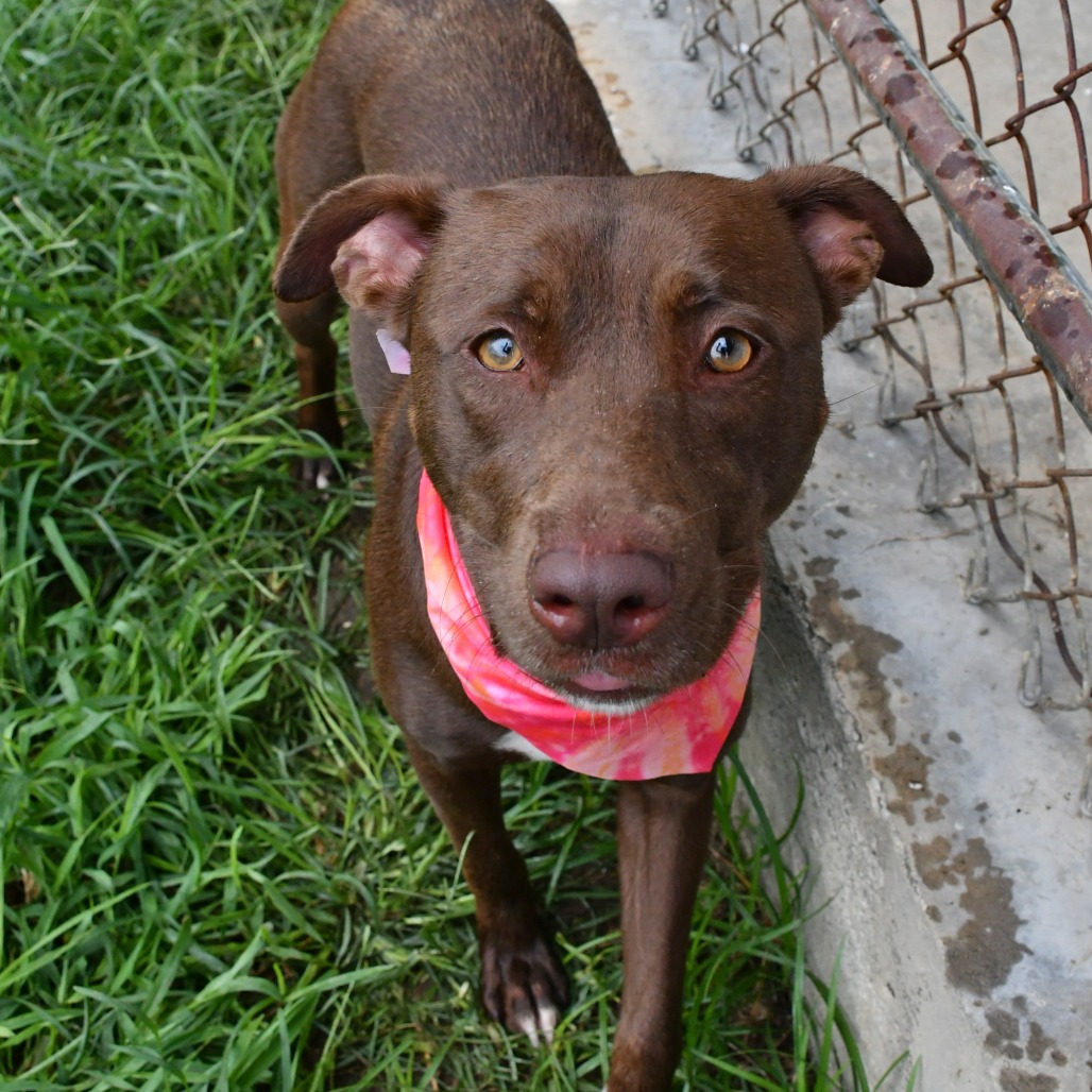 BEA - Terrier, Pit Bull / Retriever, Labrador available for adoption