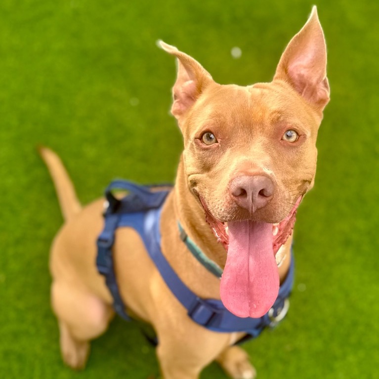 Another portrait of Atticus