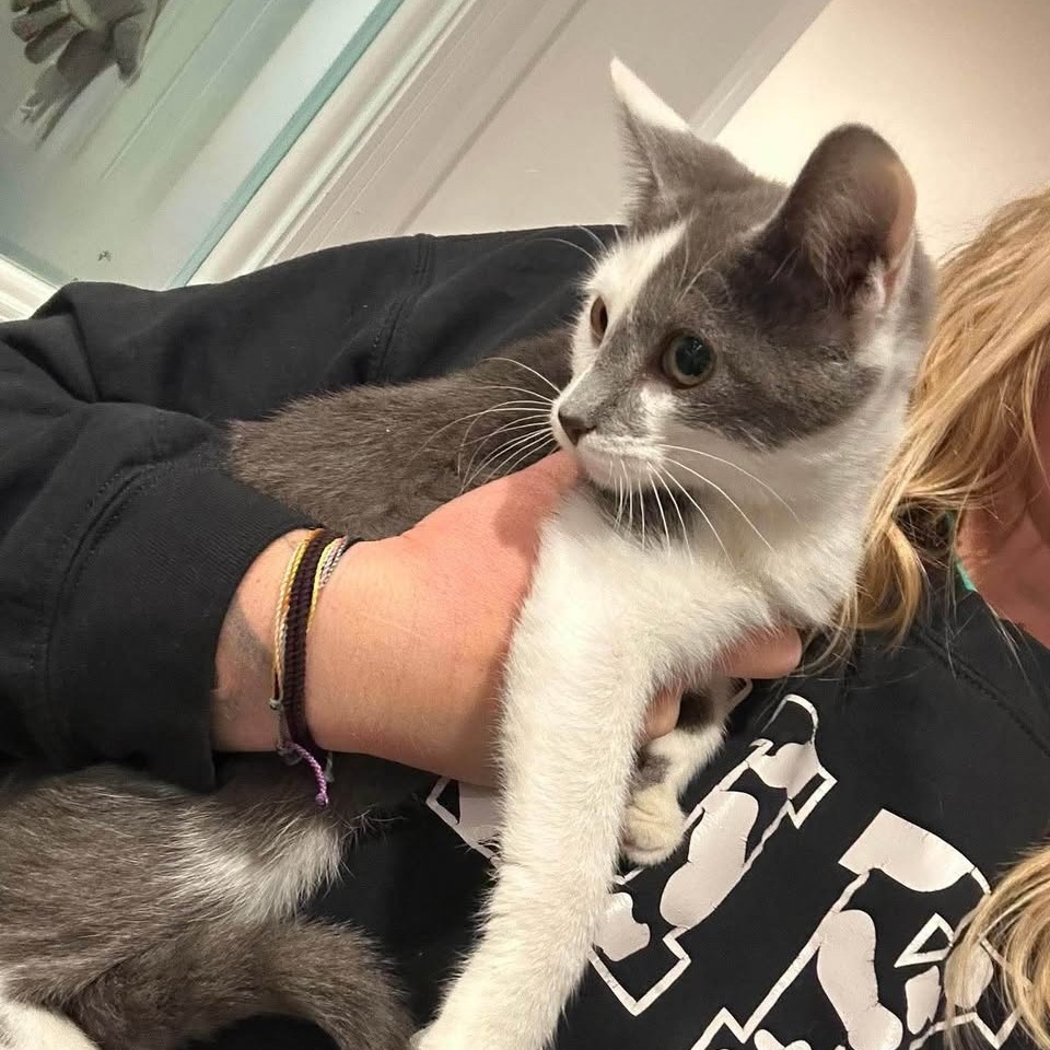 CALLI - Domestic Shorthair available for adoption