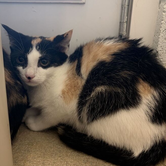 EVVIE - Domestic Shorthair available for adoption