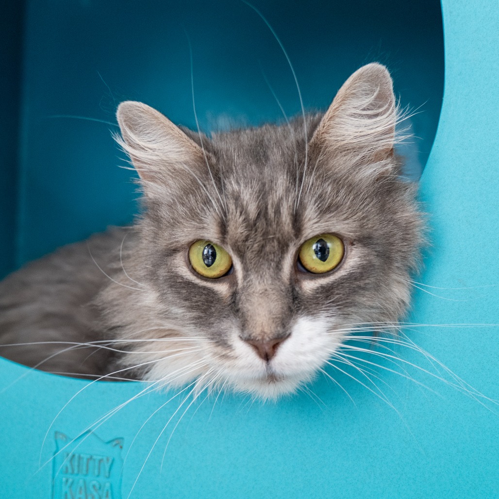 GRACIE - Domestic Medium Hair available for adoption
