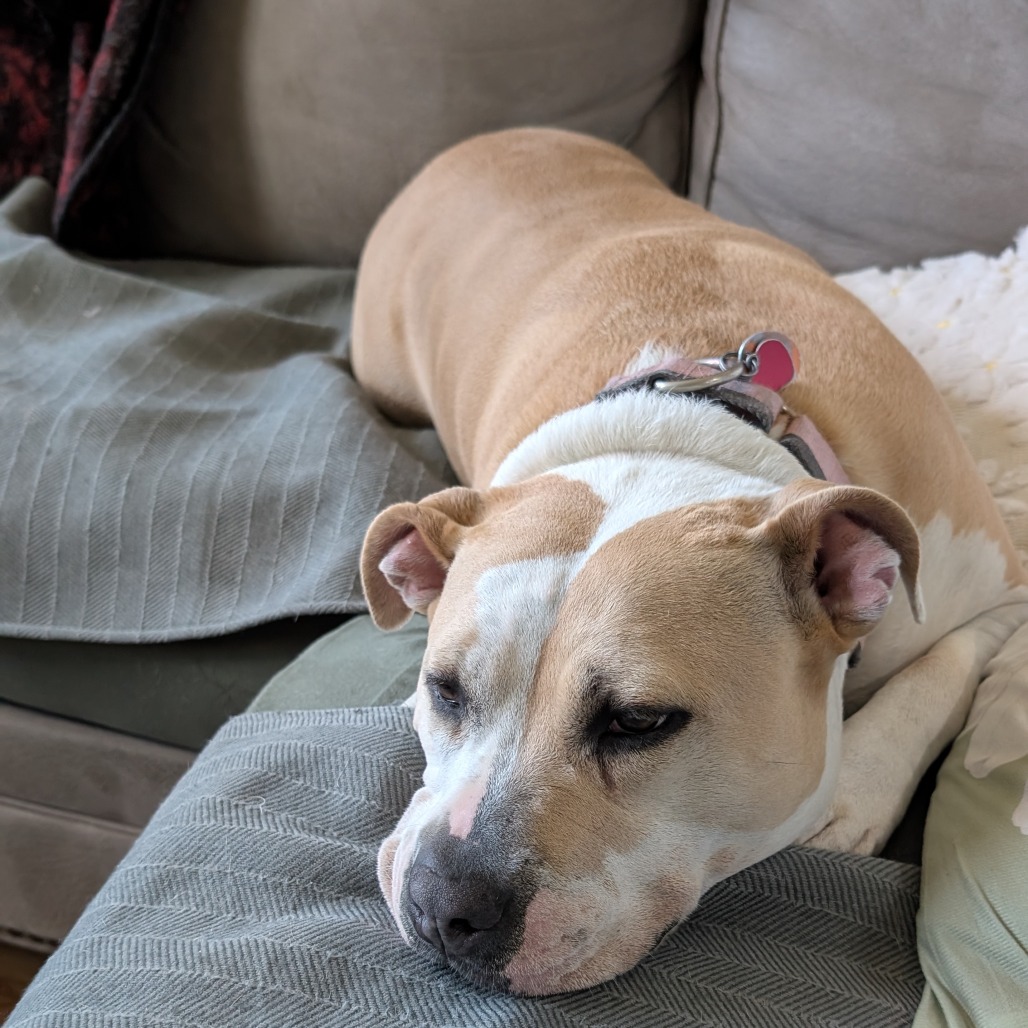 Roxie, photo 13