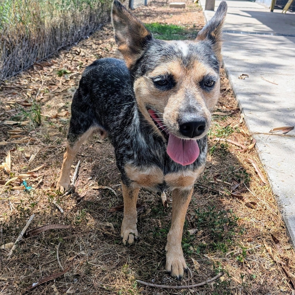 QUEEN AMIDALA - American Blue Heeler available for adoption