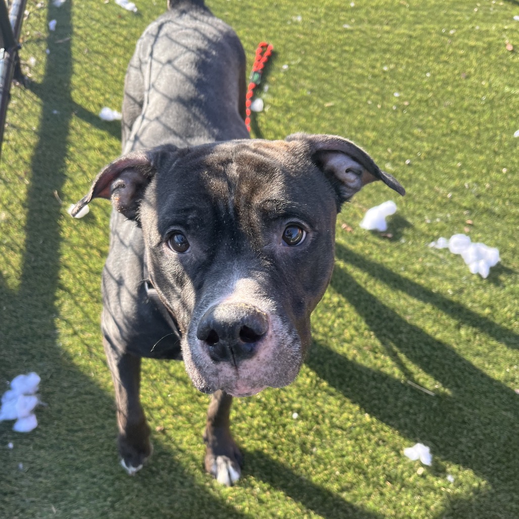 Athena — thumbnail 4