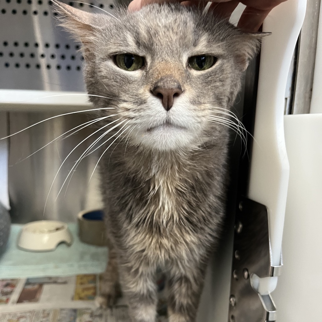 Photo of Oliver 6