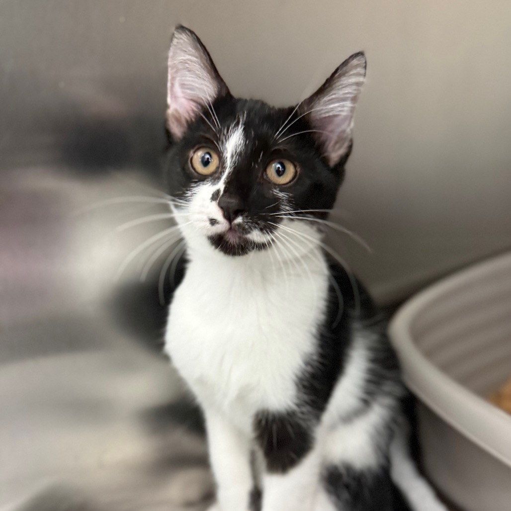 TOMATO SOUP - Domestic Shorthair available for adoption