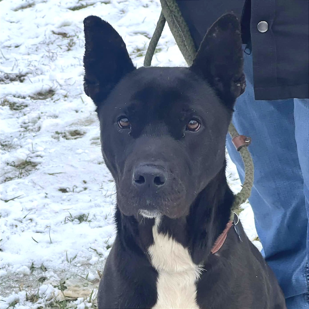 Sigmund (Jax) — thumbnail 5