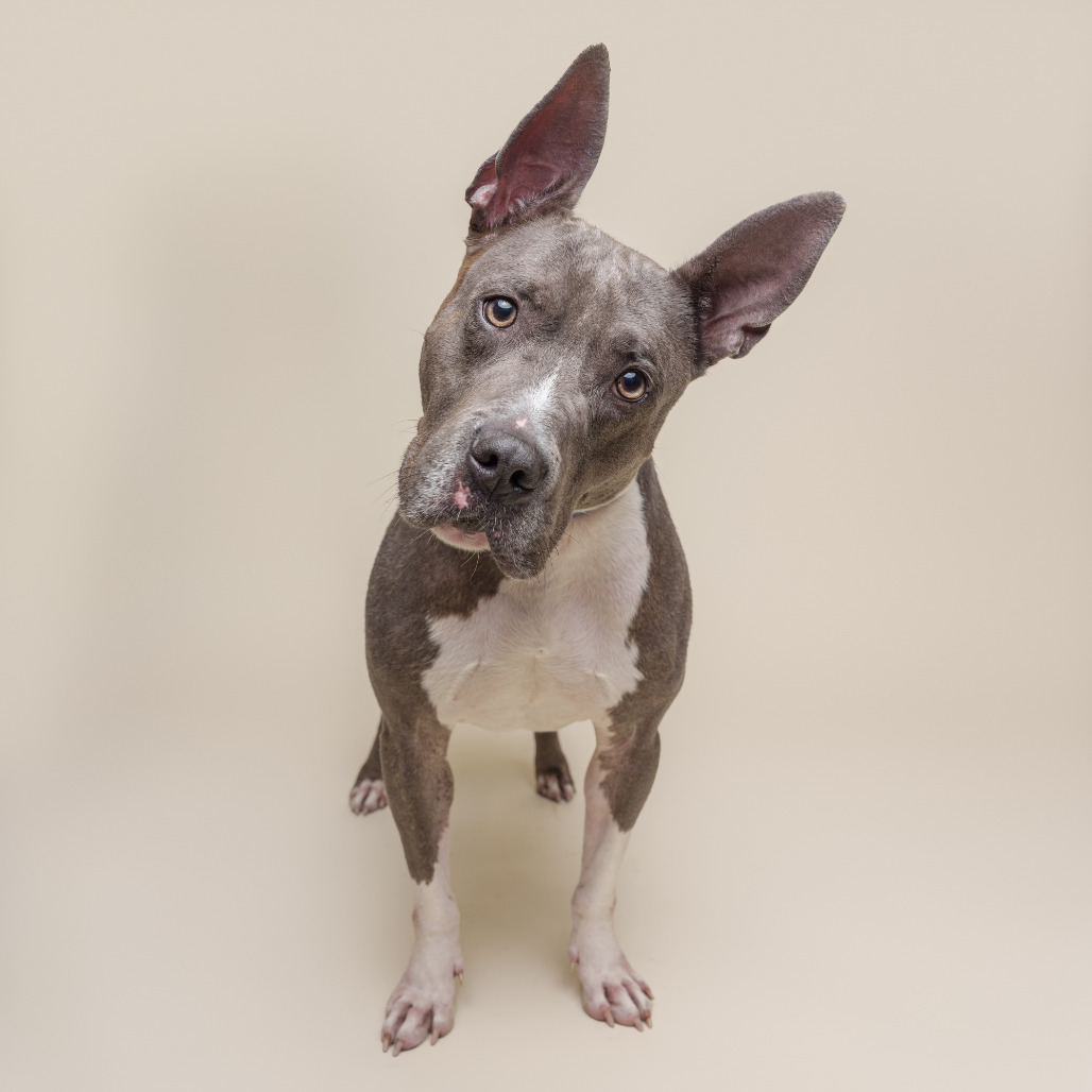 Photo of King Beetle 8