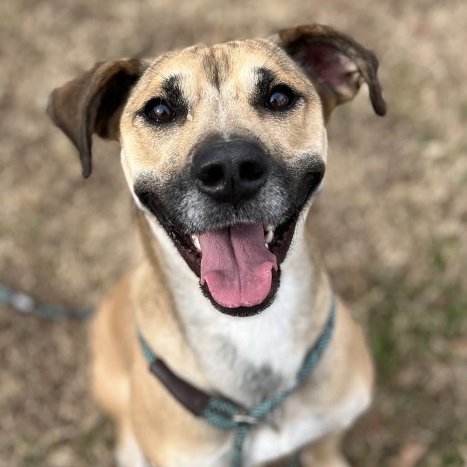 Cannoli — thumbnail 7