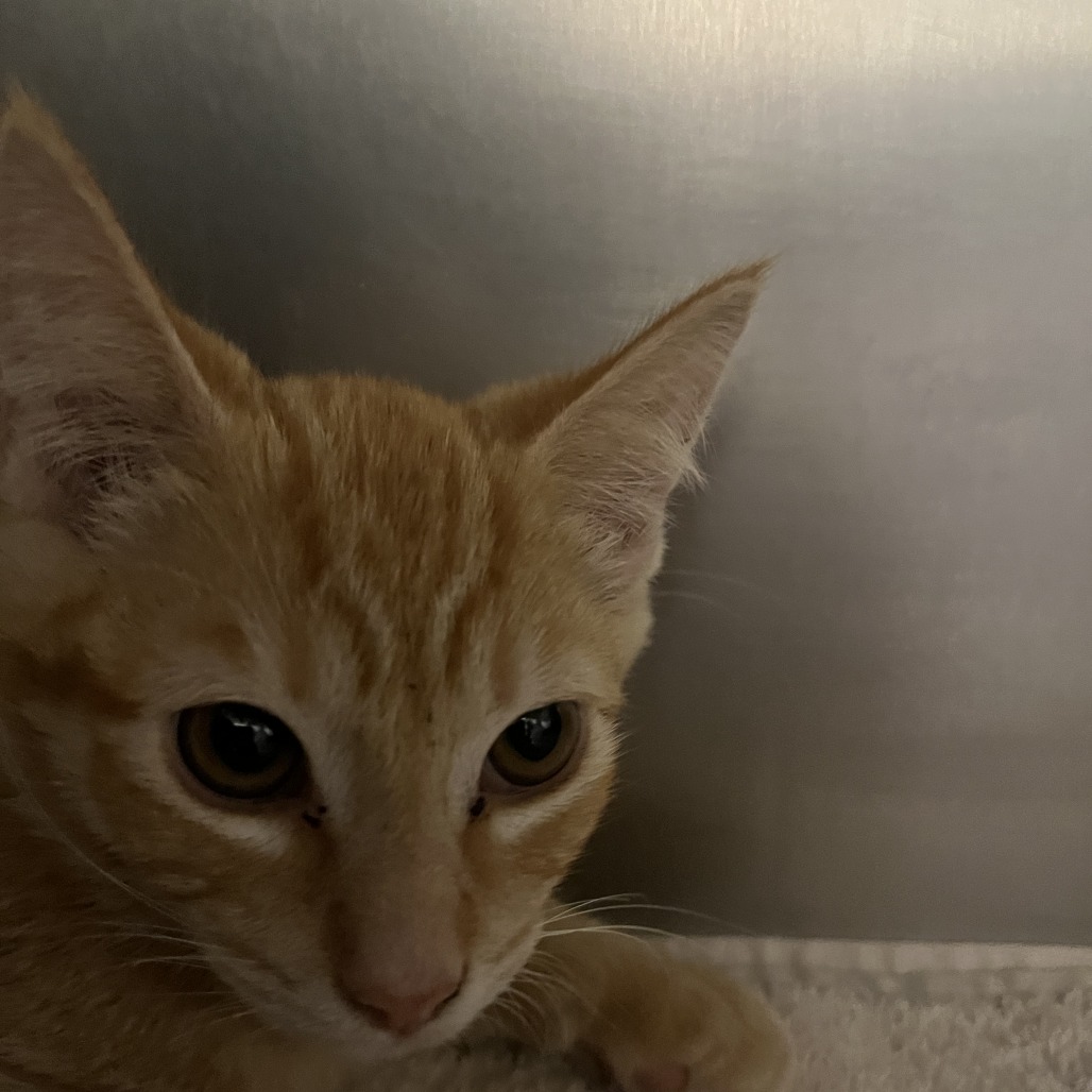 JIMMY (BONDED WITH JAX) - Domestic Shorthair available for adoption