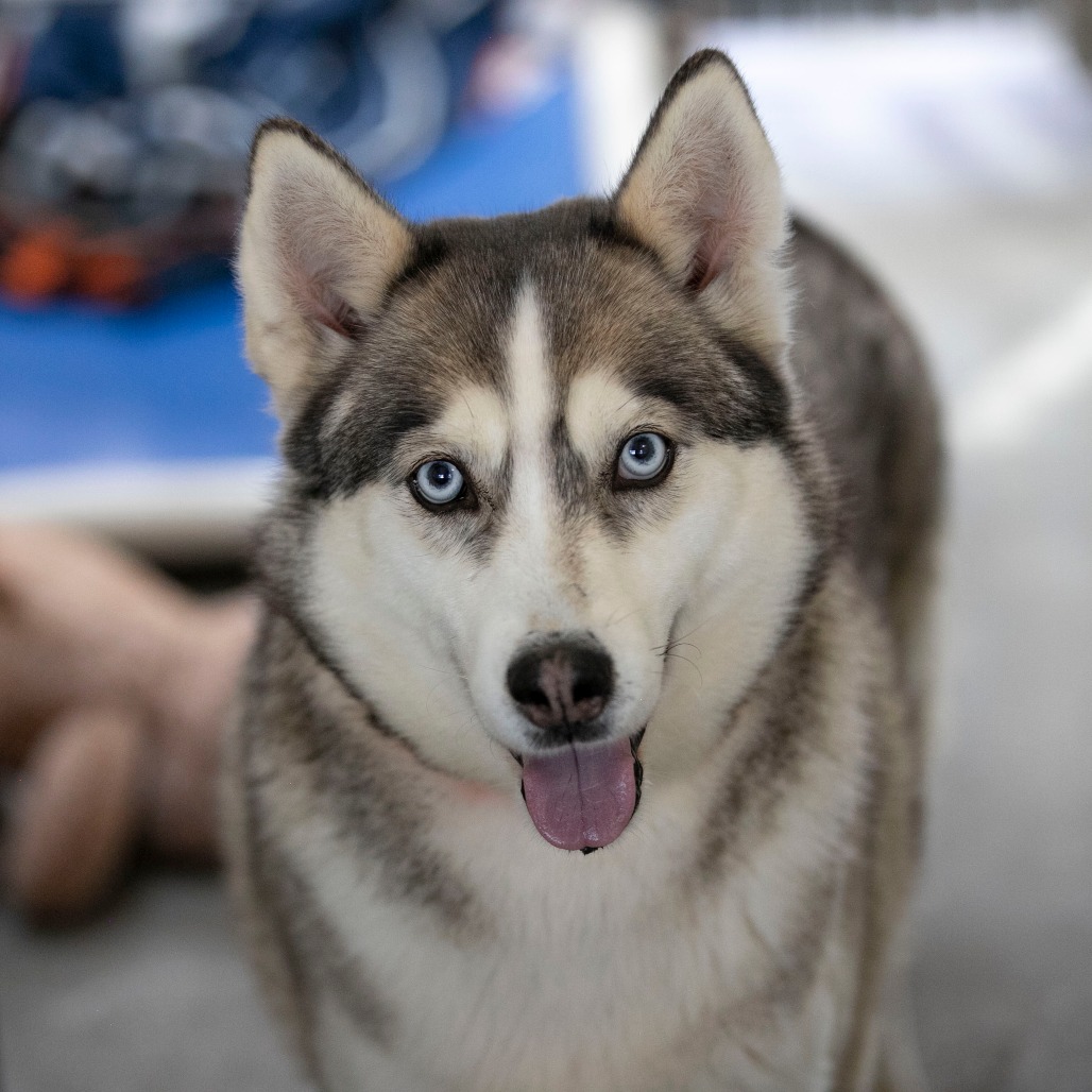 Daisy Jane (MR26-325), photo 2