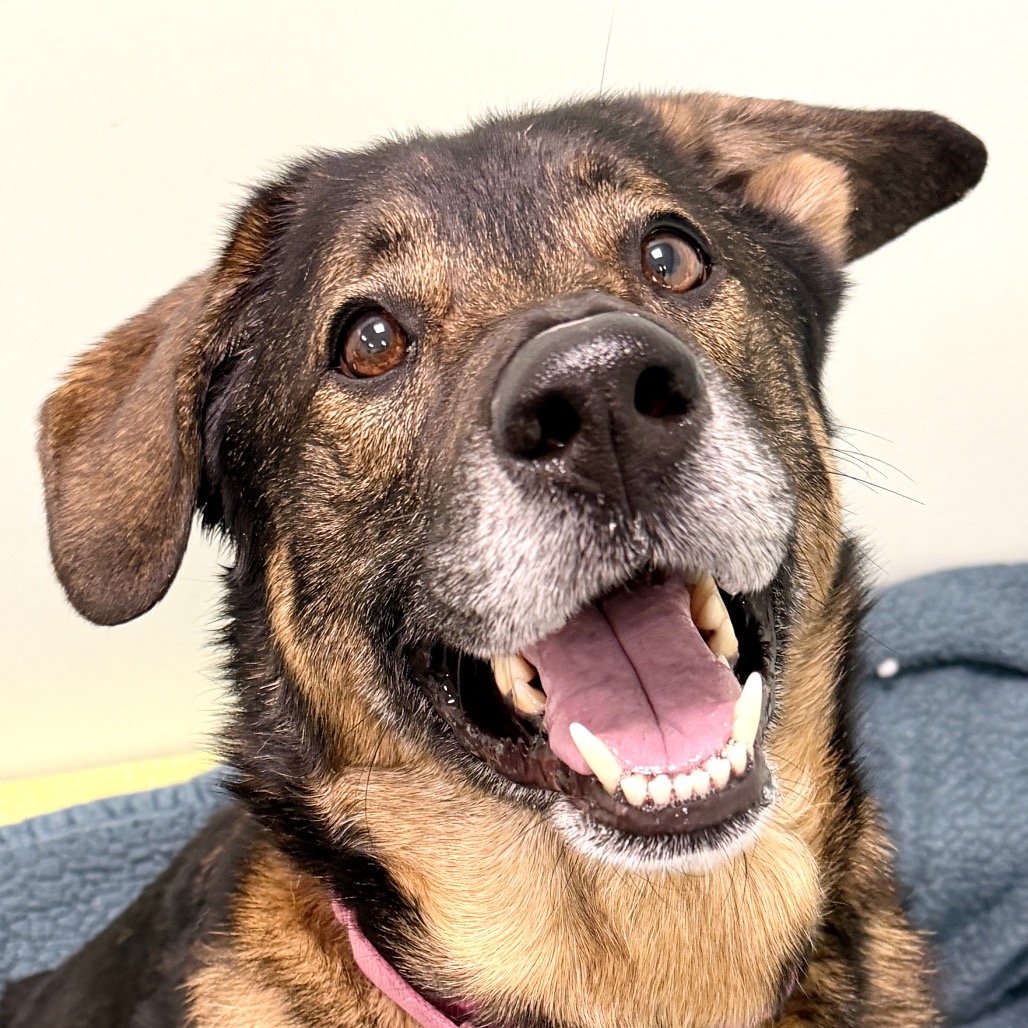 ROCKY - Mixed Breed (Large) available for adoption