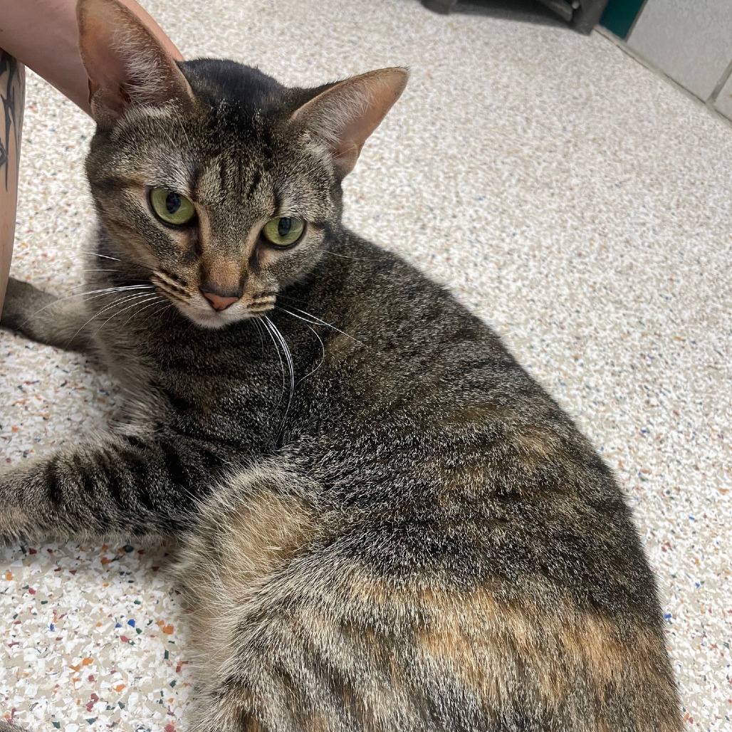 BELL PEPPER - Domestic Shorthair / Mix available for adoption
