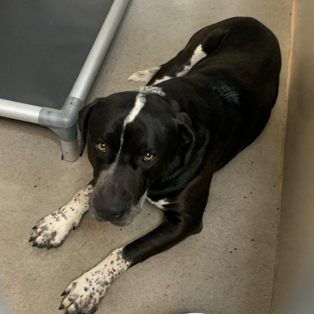 Kennel#32's preview photo