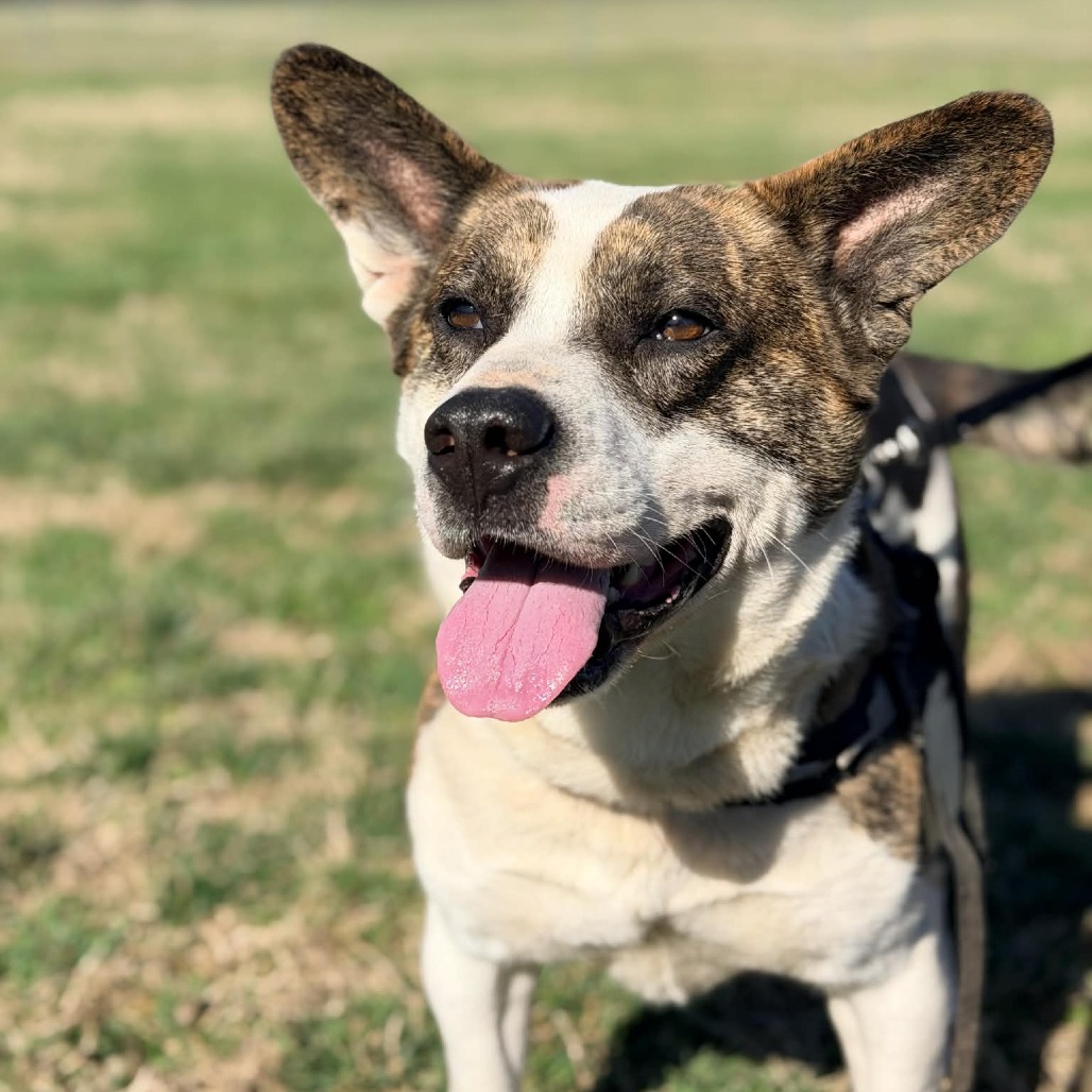 Gizzard — thumbnail 5