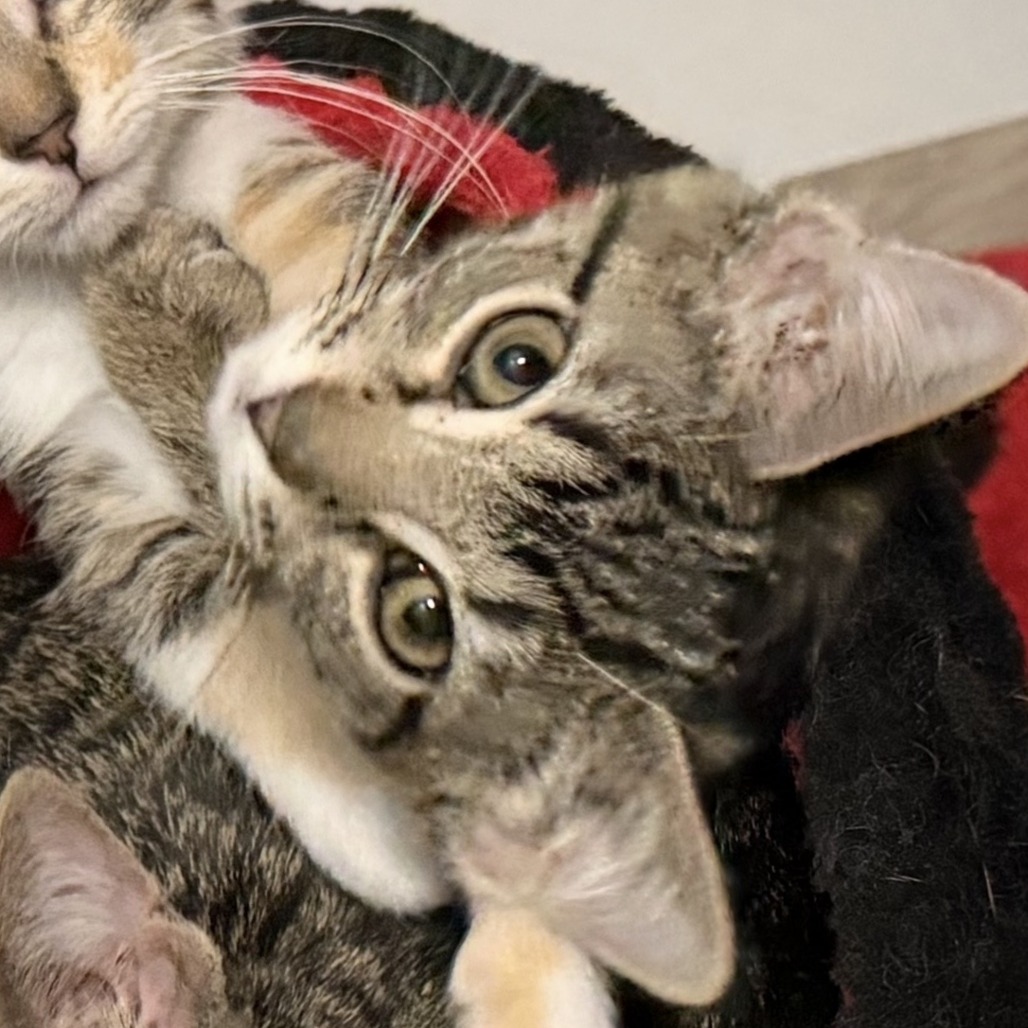Tessa, available for adoption