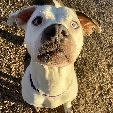 Bowtie — thumbnail 10