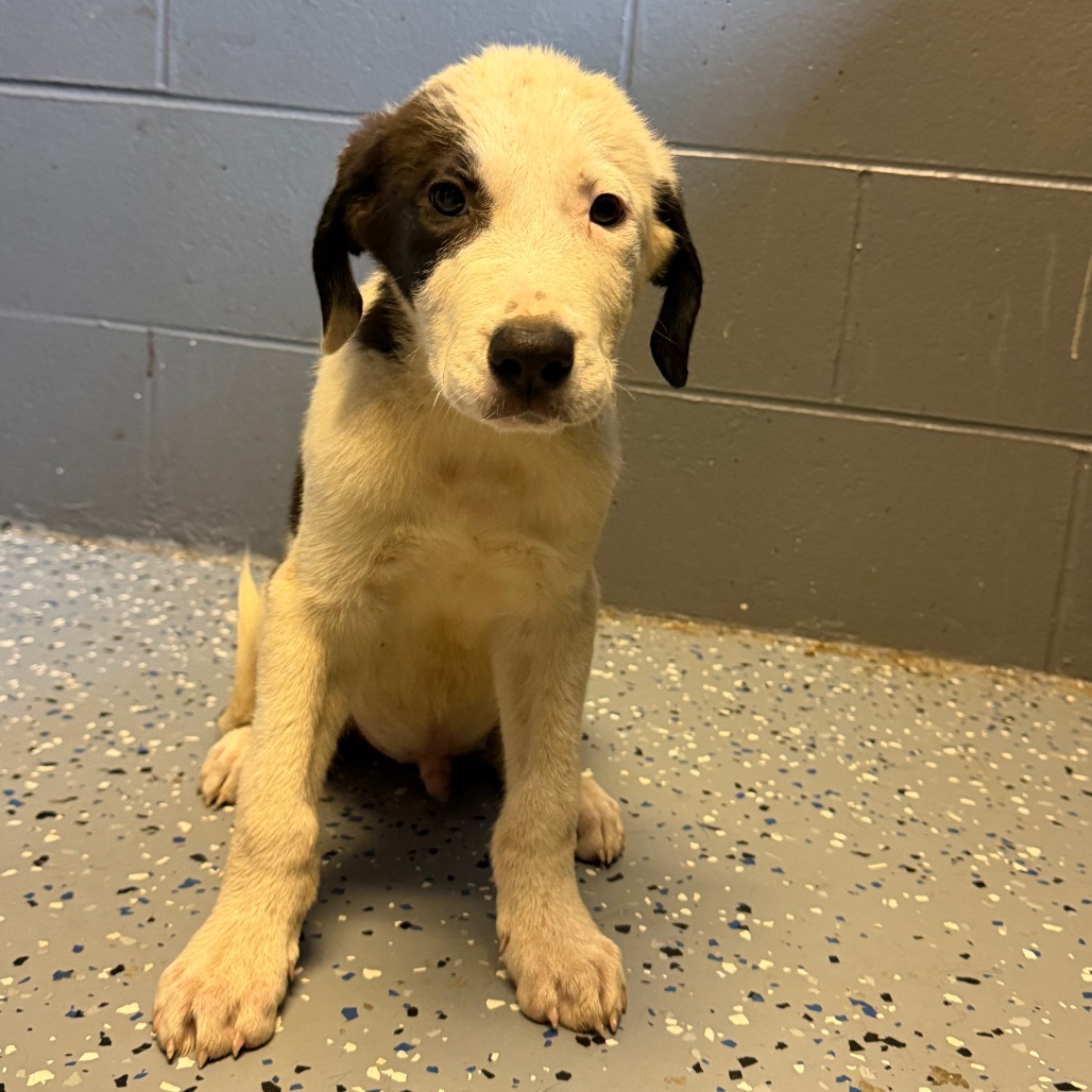 Tusc Stray 85880 2 3 4