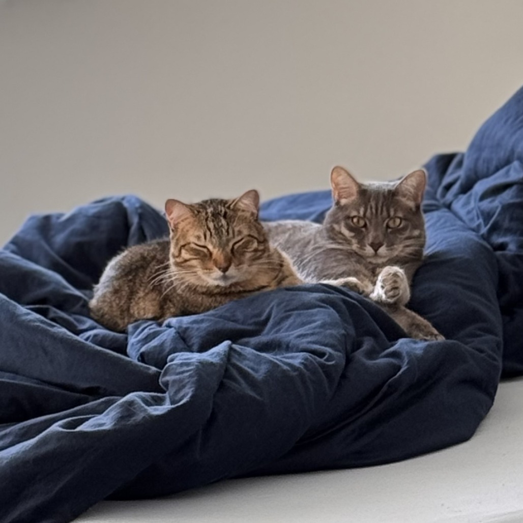 Comet — thumbnail 4