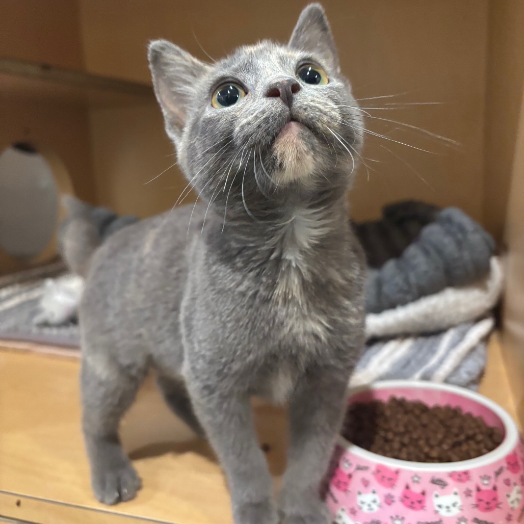 OLIVIA BENSON - Domestic Shorthair available for adoption
