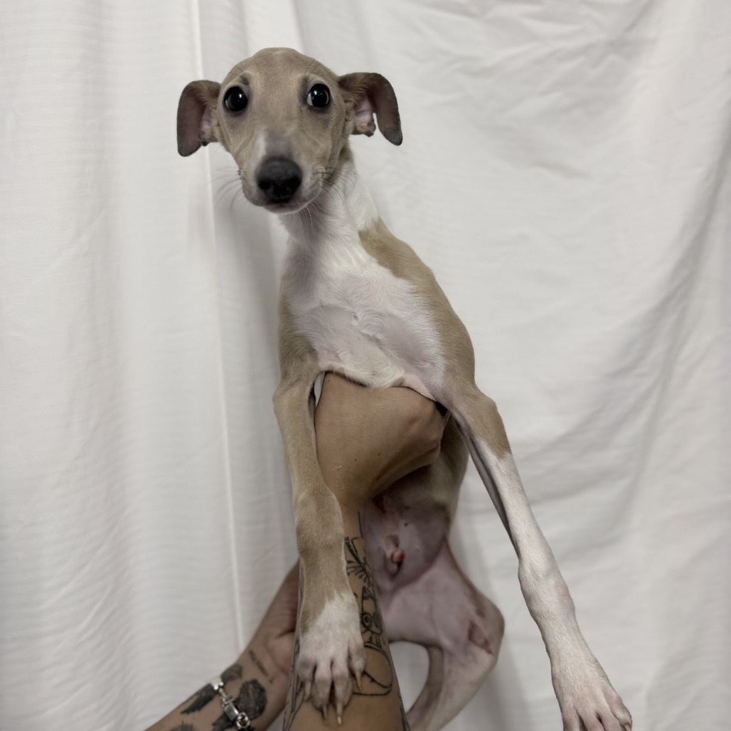 Hound
