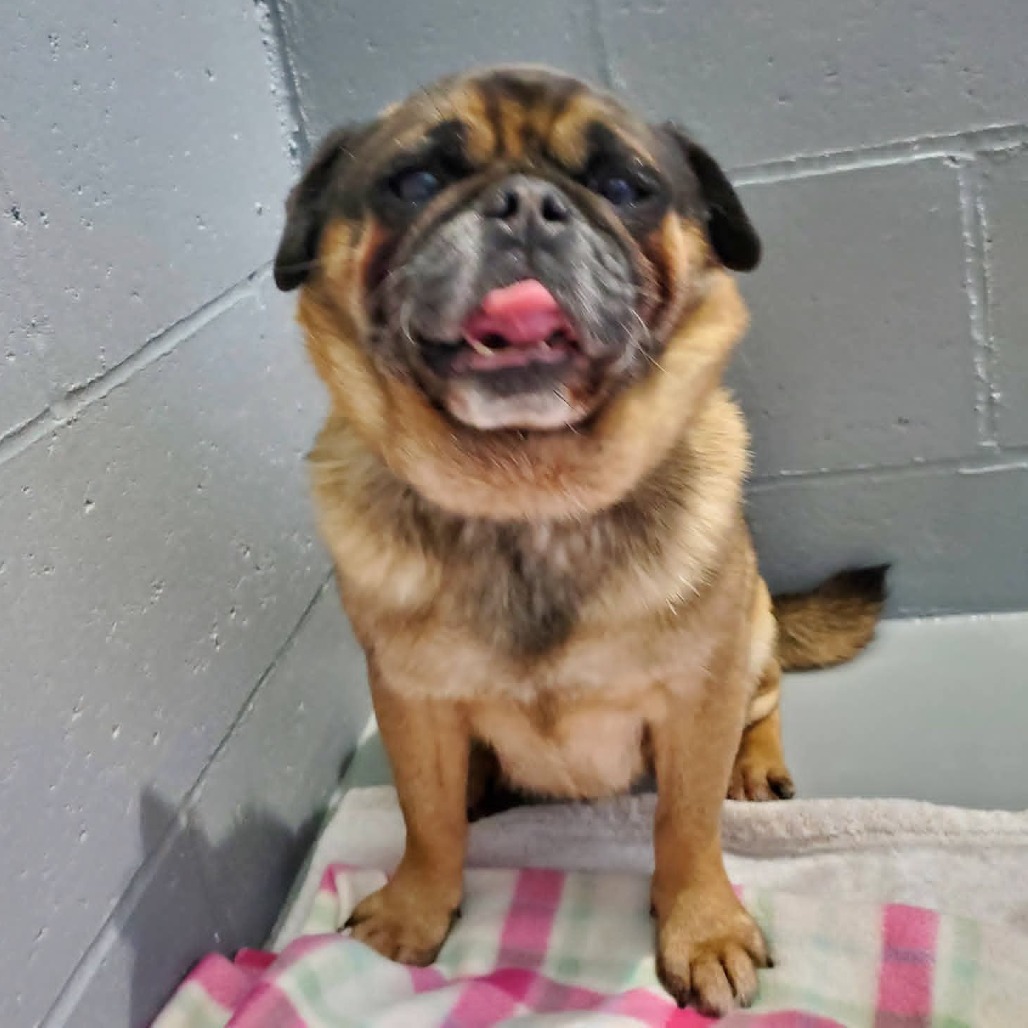 Pugsley