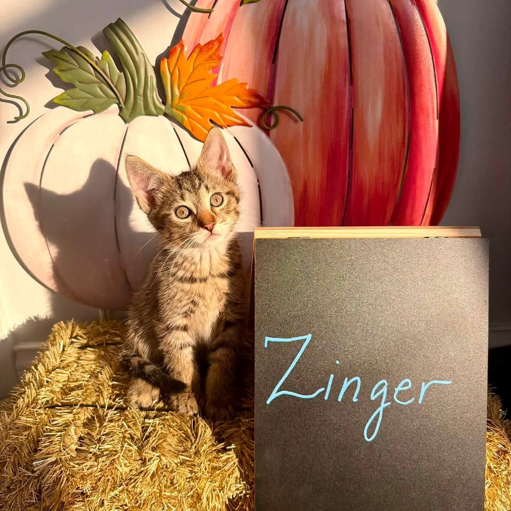 Zinger, an adoptable cat