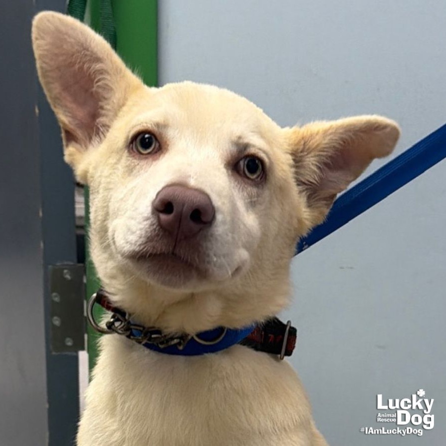 GOLDEN GRAHAM - Shepherd / Retriever, Labrador available for adoption