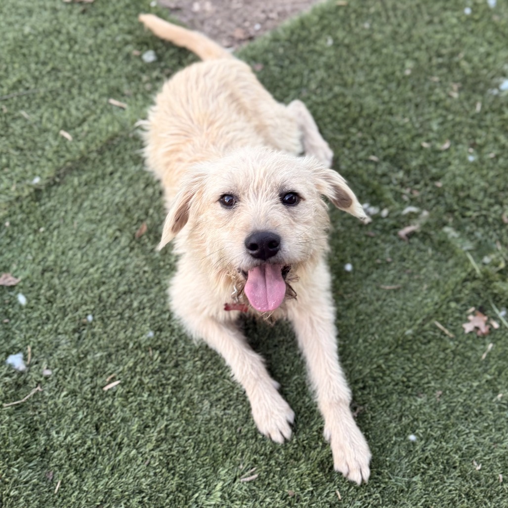Baxter2, photo 4