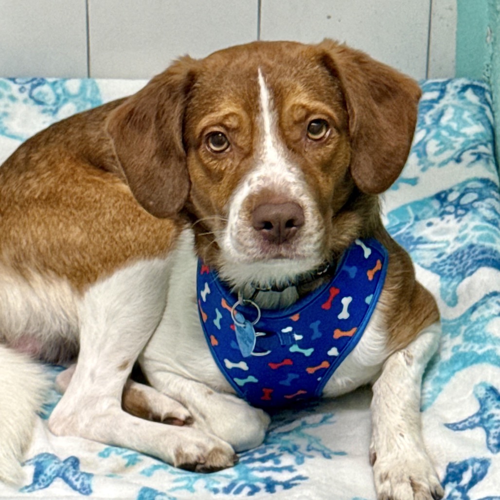 Close-up photo of Red