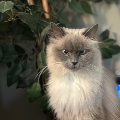 Violet