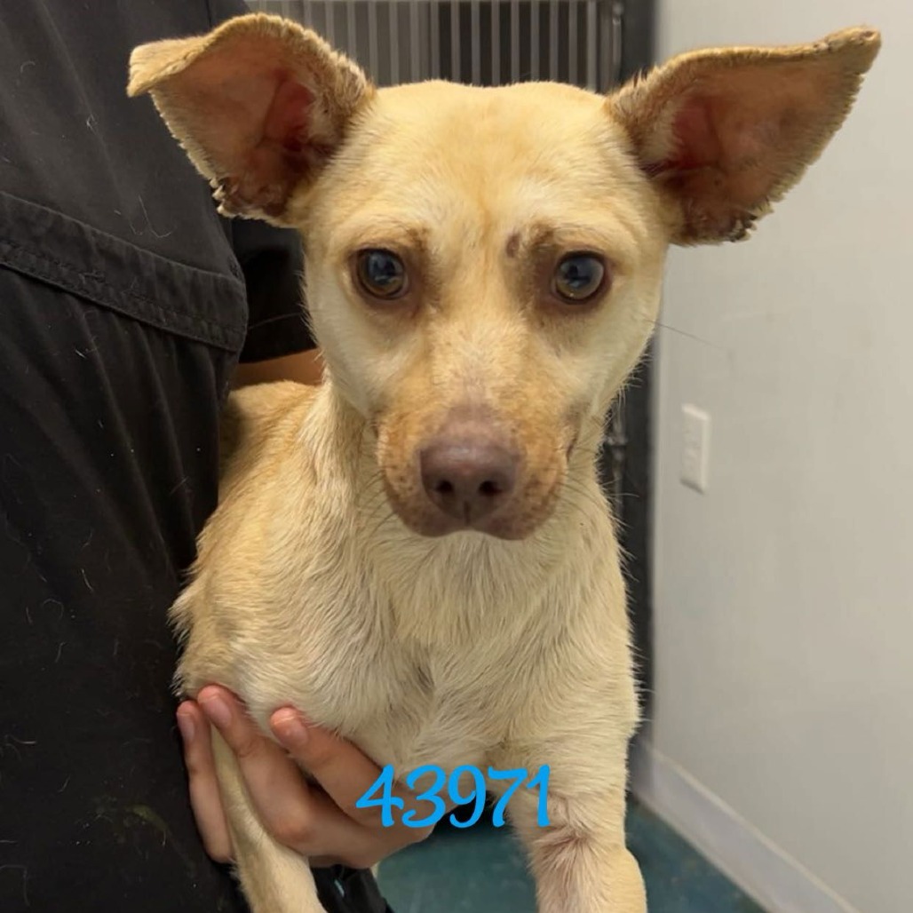 Tarzan — thumbnail 2