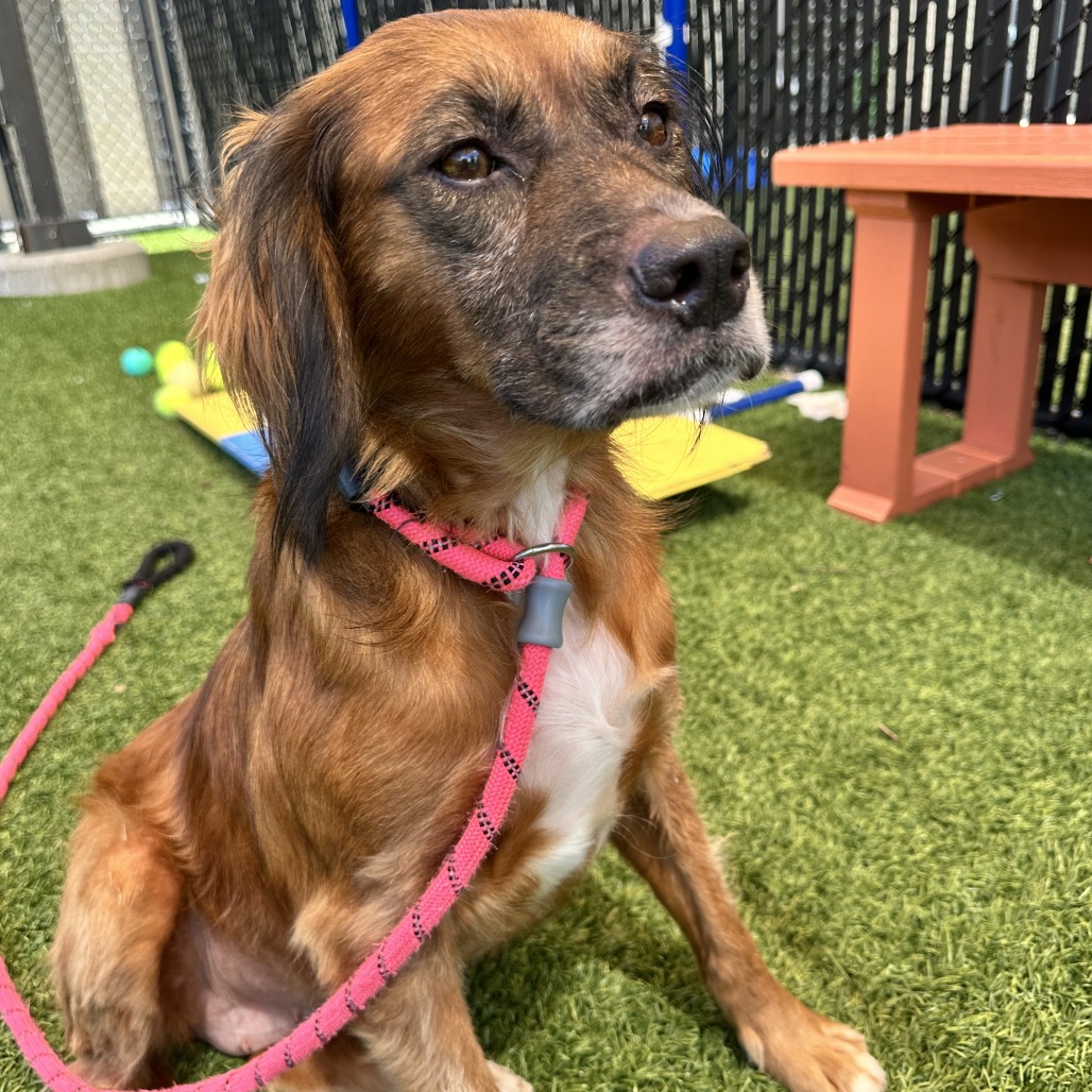 BROWNIE - Mixed Breed (Medium) available for adoption