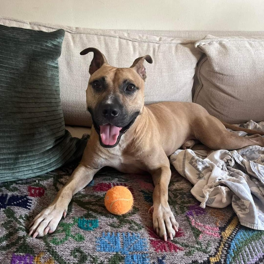 Fanboy — thumbnail 10