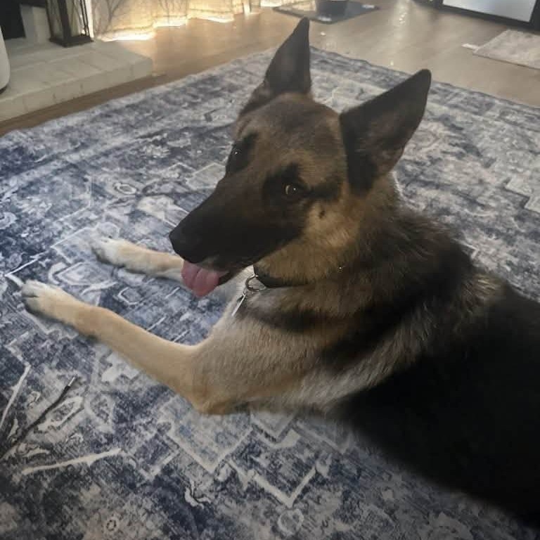 Rosco, photo 10
