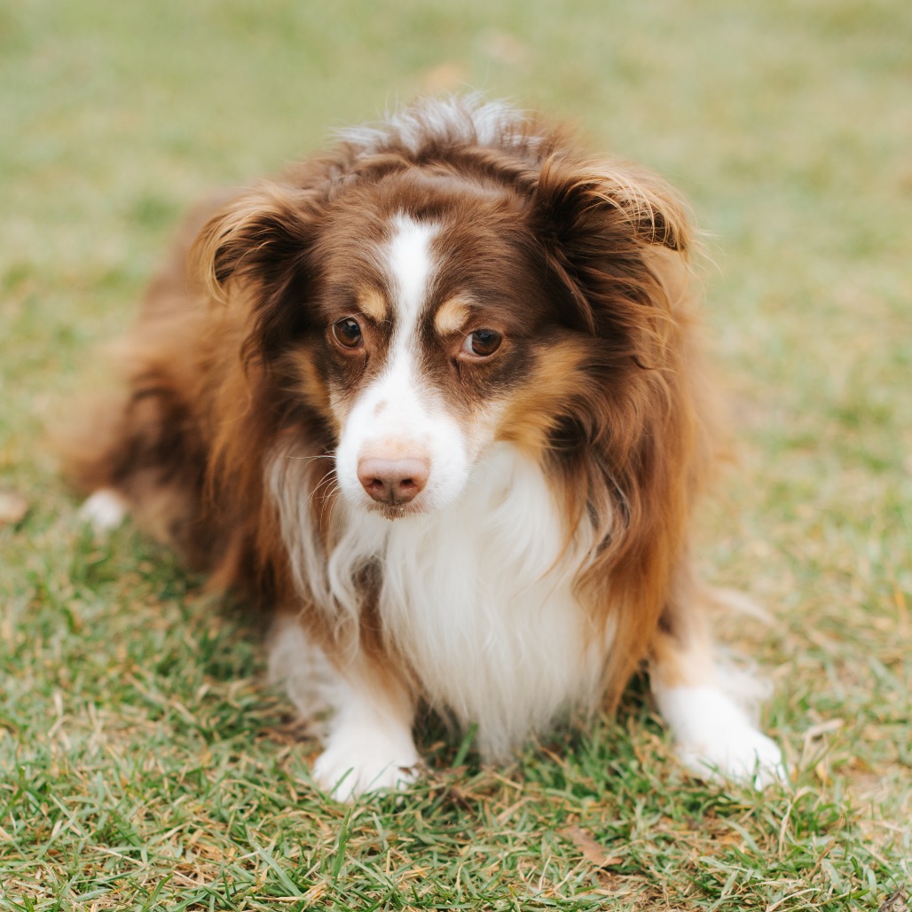 Australian Shepherd