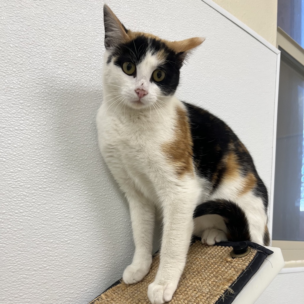 Stray Hold - Patches