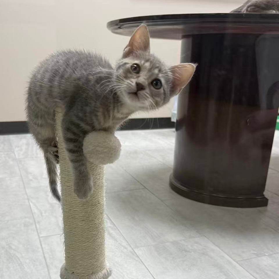 NEYTIRI - Domestic Shorthair available for adoption