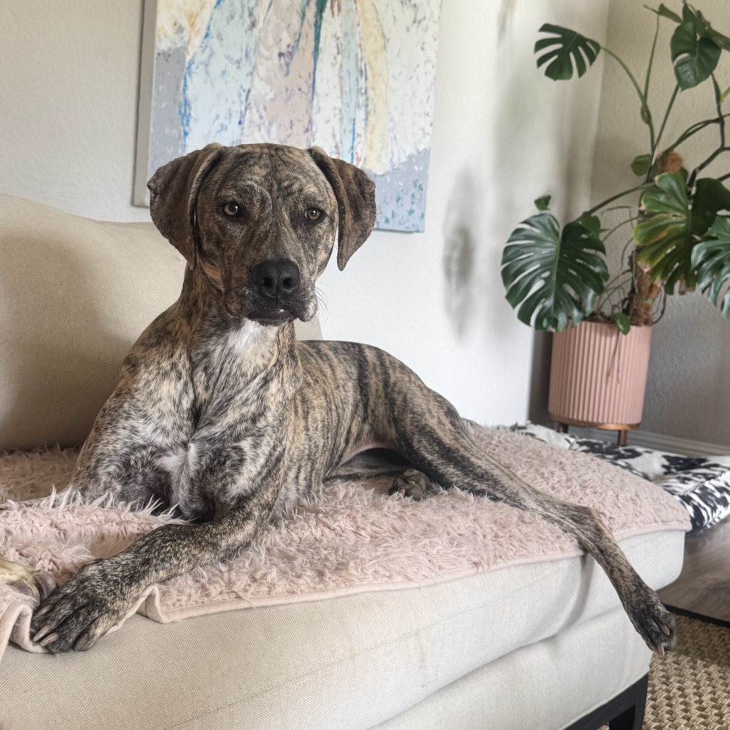 Tillie, photo 8