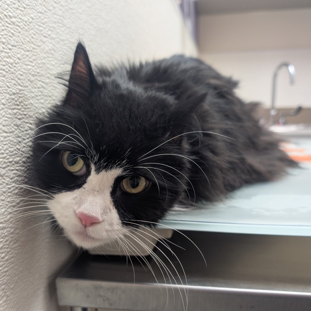 Stray Hold - Wilson — thumbnail 2