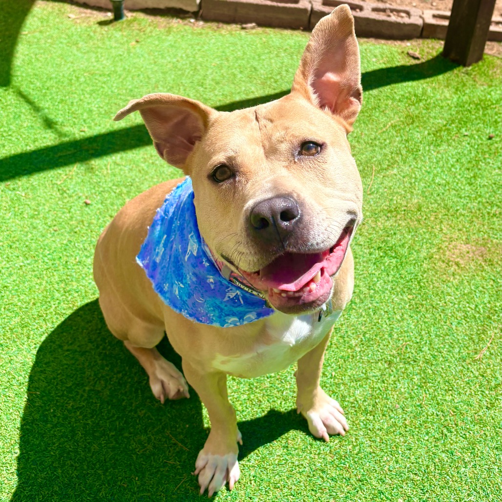 HONEY - PAWS - Mixed Breed (Large) for adoption in Las Cruces