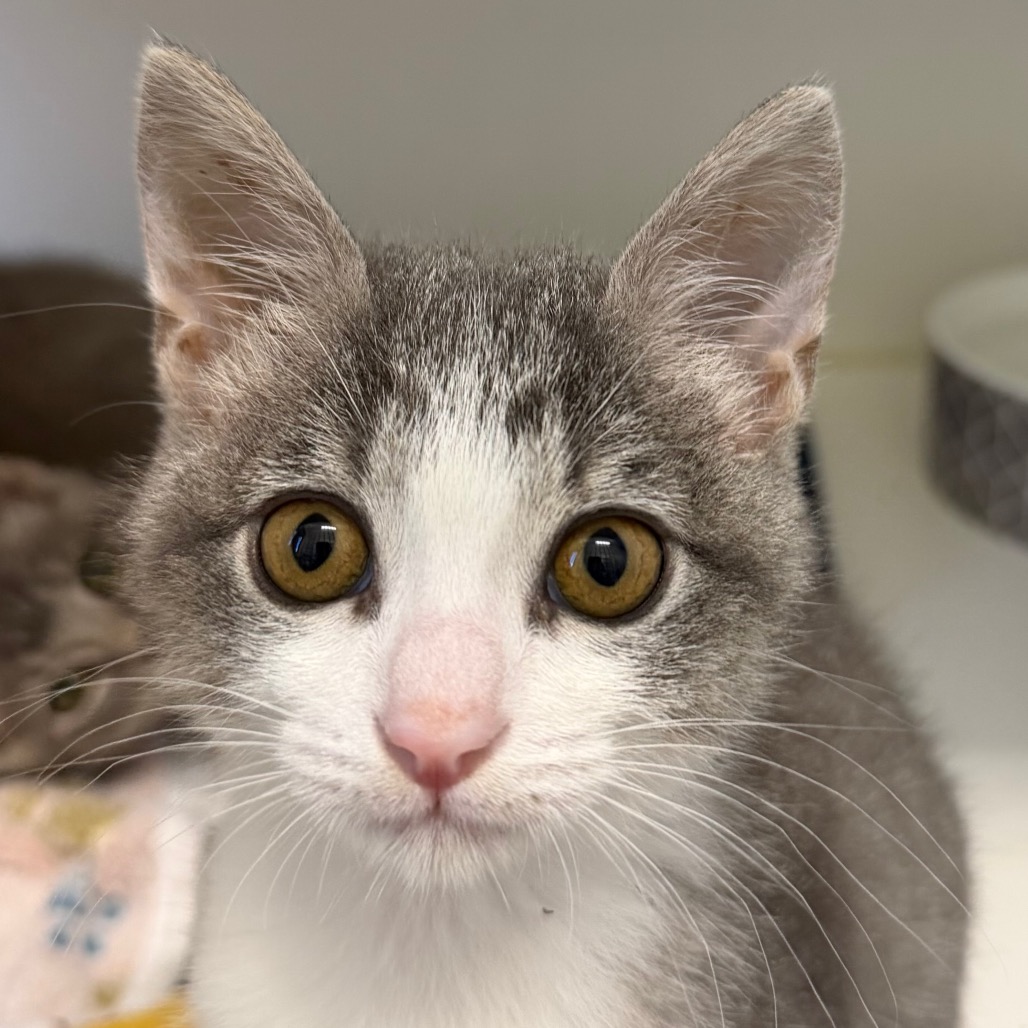 TOOTSIE - Domestic Shorthair / Mix for adoption in League City