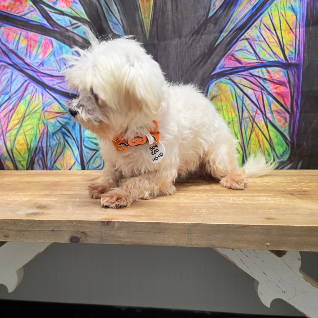 Spud, photo 4