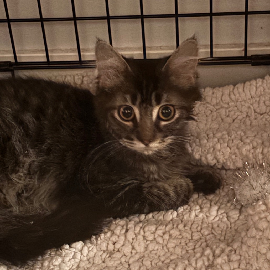 GARBANZO - Domestic Medium Hair available for adoption