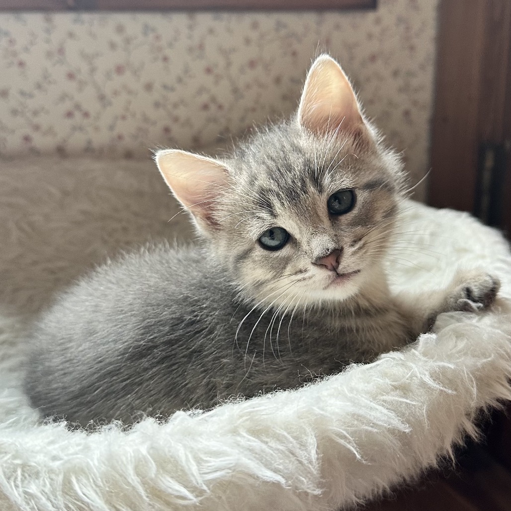 TEXAS TOAST 4 - Domestic Shorthair available for adoption